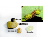 Madagascan Moon Moth mittrei 10 eggs